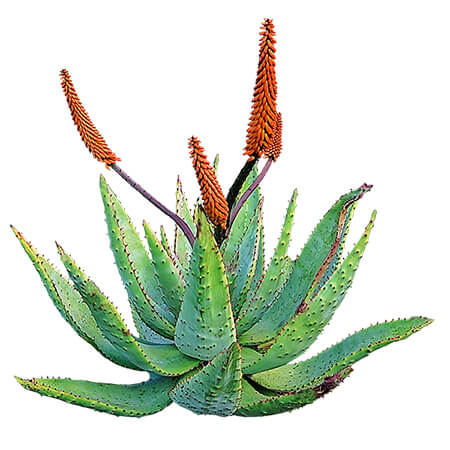 Composición