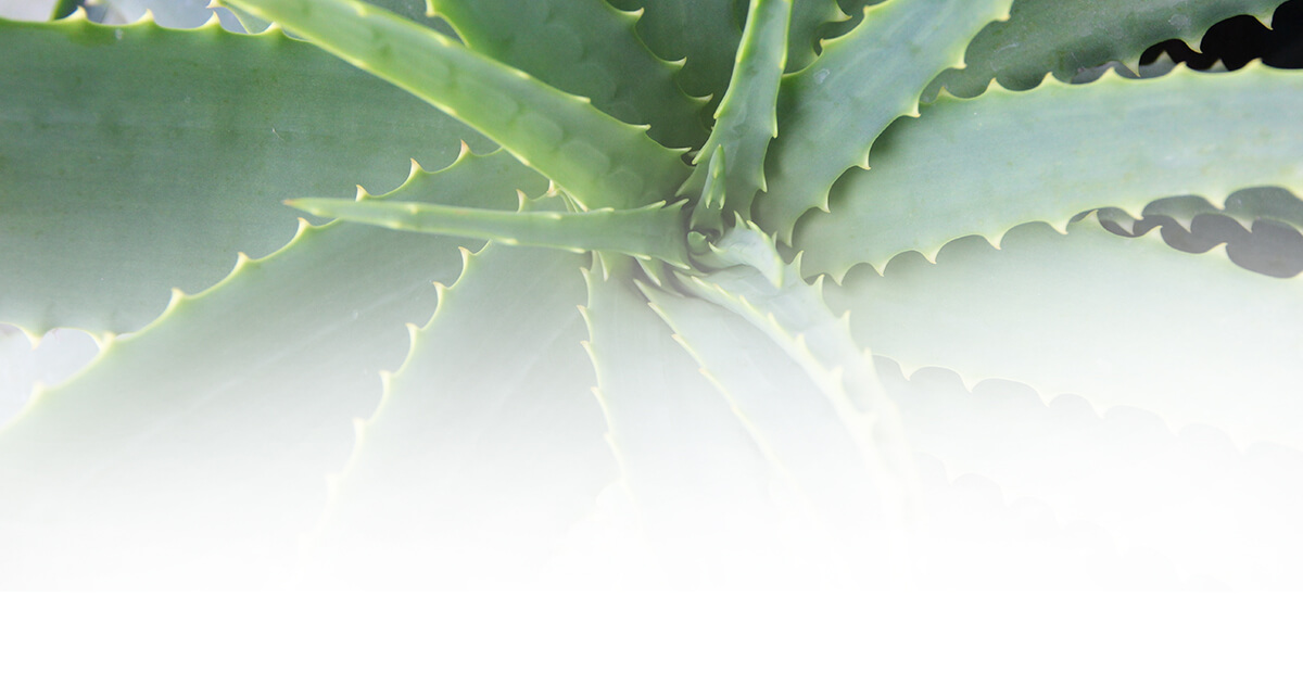 Aloe Barbadensis Leaf Juice