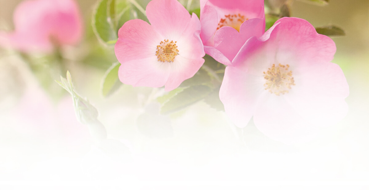 Rosa Moschata Leaf Extract